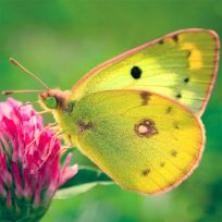 ملصق اللعبة Nature Jigsaw Puzzle Butterfly