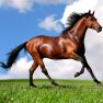 poster of Animals Jigsaw Puzzle Horses game