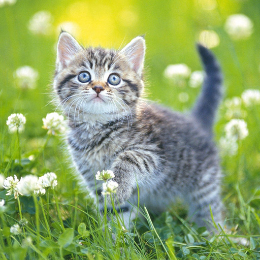 poster of Play Kittens Jigsaw Game Online 2024 game