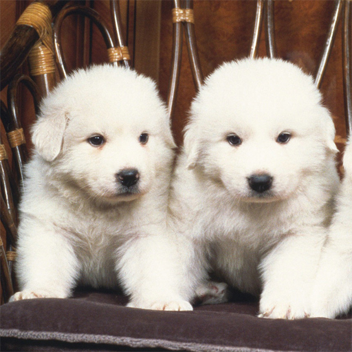 poster of Play Lovely Puppy Slide Game Online 2024 game