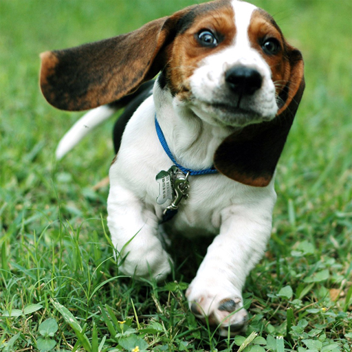 poster of Play Funny Doggy Puzzle Game Online 2024 game
