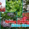 poster of Spring Flowers: Hidden Objects game