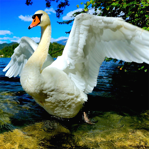 poster of Play Swans Slide Game Online 2024 game