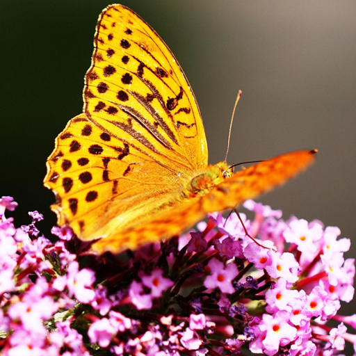 poster of Play Butterflies Puzzle Game Online 2024 game