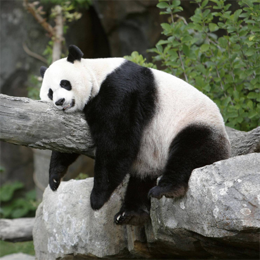 poster of Play Pandas Slide Game Online 2024 game