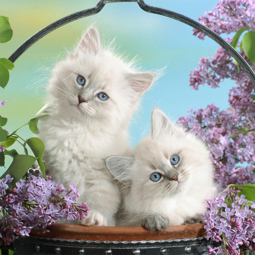 poster of Play Funny Kitty Puzzle Game Online 2024 game