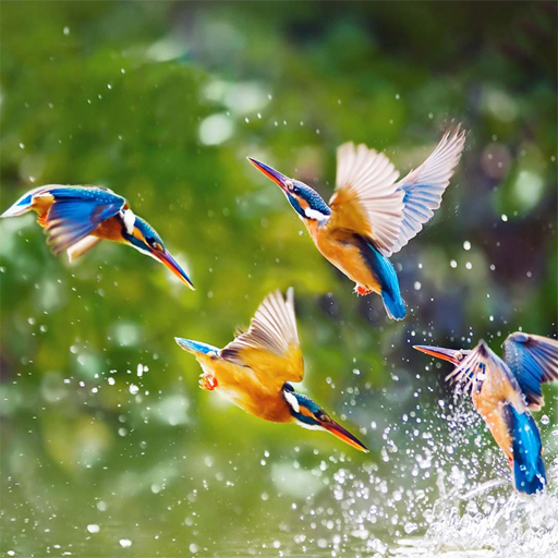 poster of Play Flying Birds Slide Game Online 2024 game