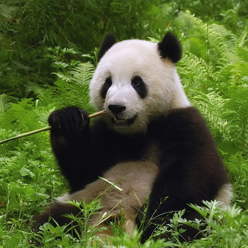 poster of Play Pandas Puzzle Game Online 2024 game