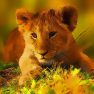 ملصق اللعبة Wild Baby Animals Jigsaw