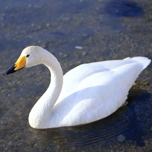 poster of Play Graceful Swans Puzzle Game Online 2024 game