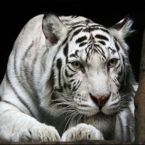 ملصق اللعبة Animals Jigsaw Puzzle Tiger