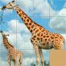 poster of Animals Slide Puzzle game