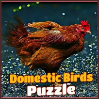 poster of Domestic Birds Puzzle game