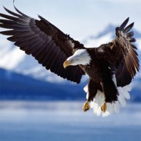 ملصق اللعبة Animals Jigsaw Puzzle Eagle